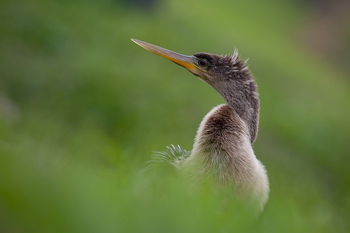 Anhinga anhinga Anhinga